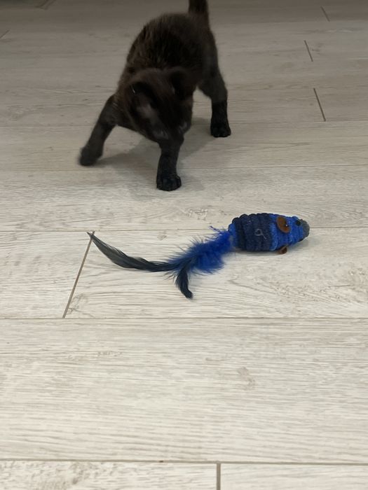 Отдам котёнка (девочку), чёрного окраса.