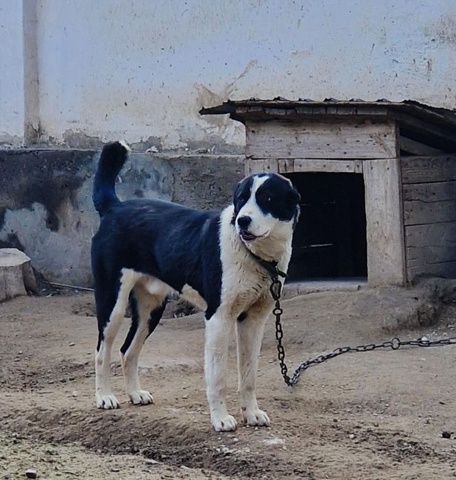 Собака   собака ит ит