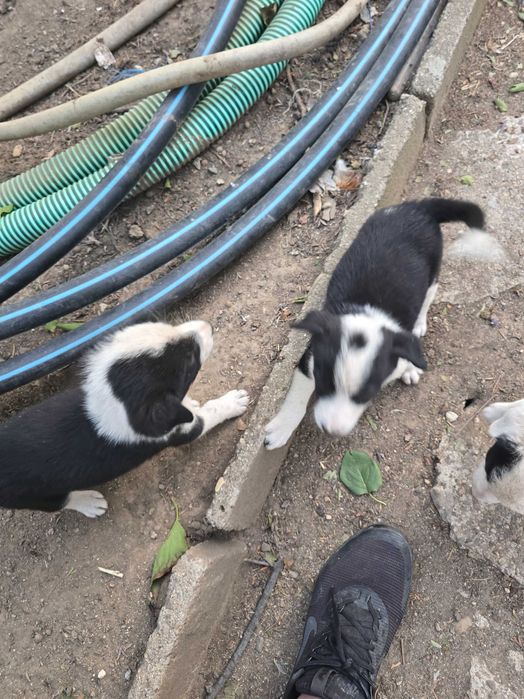 Бордър коли отбити 6 кученца