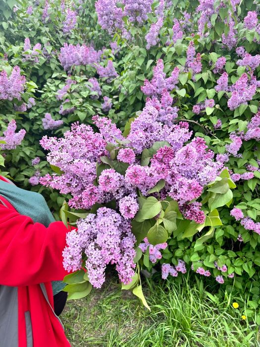 Сирень любое количество