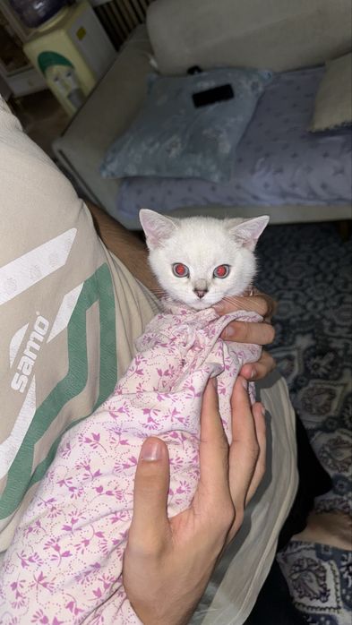 Azik isimli mushuk sizni kutmoqda