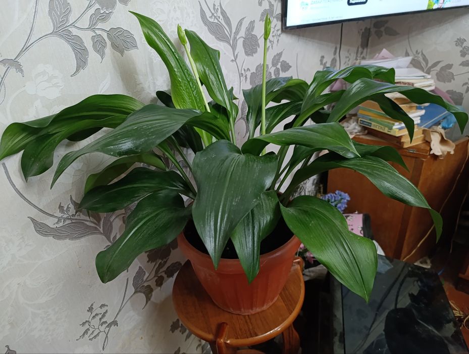 Цветы на 11 декабря. Эухарис - Амазонские лилии.