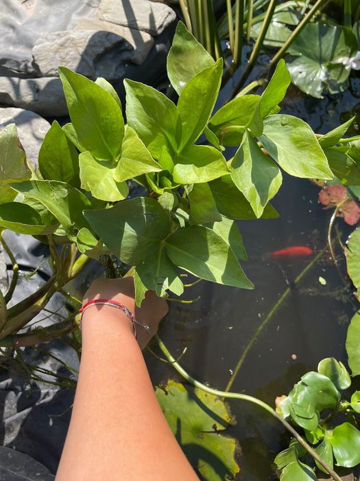 Водни растения много видове.