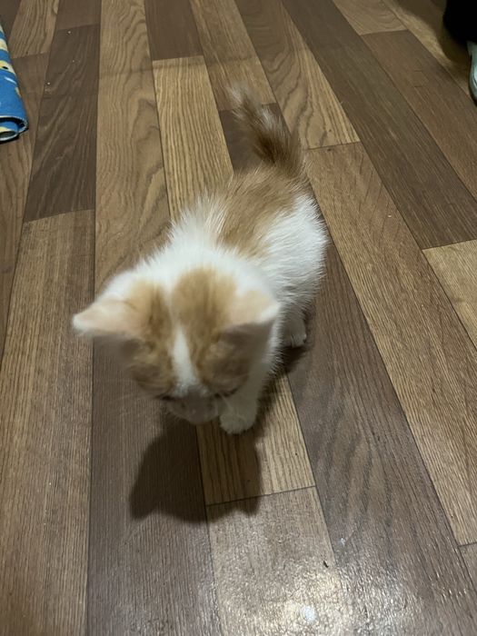 Отдам котенка мальчик в добрые ручки