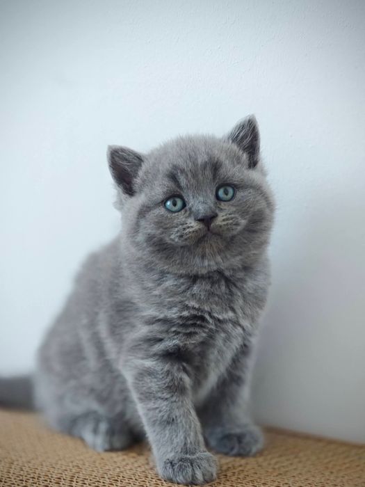 British Blue foarte jucăuș