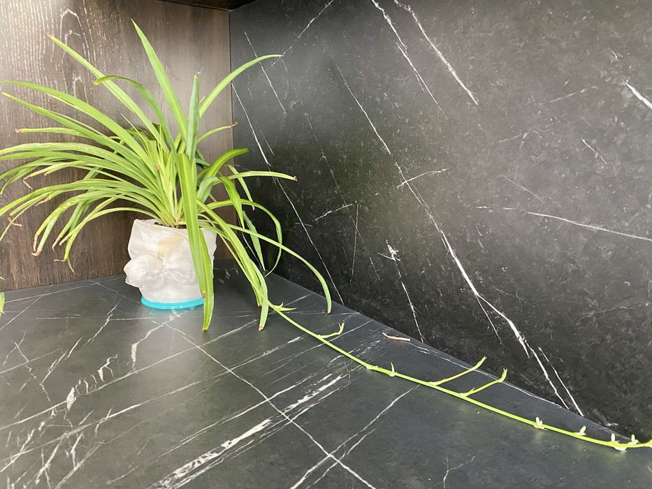 Комнатные цветы(растения)