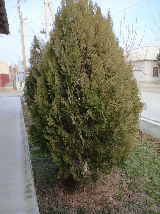 Archa va zaldori ko'chatlari  1yillik   sasna tuya archa