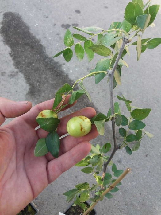 Хинап сорт „Ли“ (Li)
ГИГАНСКИ 
В плододаваща възраст !!!