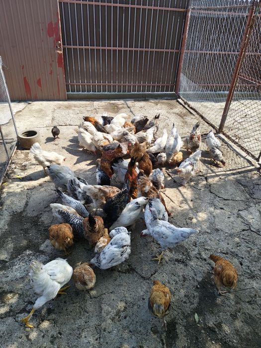 Vând puici și cocoși de anul acesta