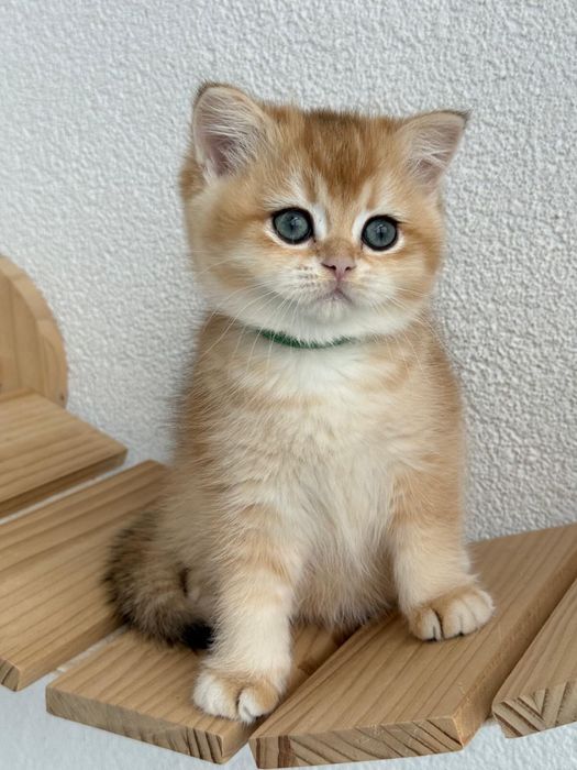 British shorthair golden fetita de ELITA ! Certificat pedigree WCF