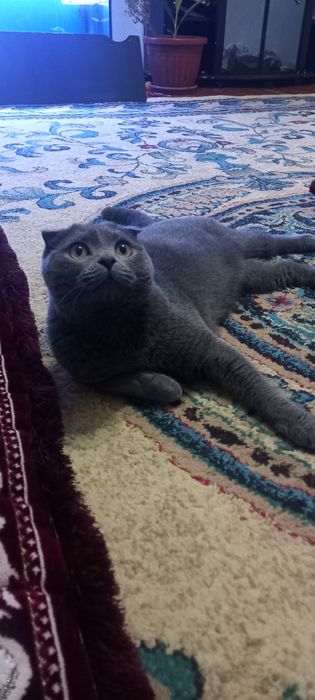 Mushuk skottish fold