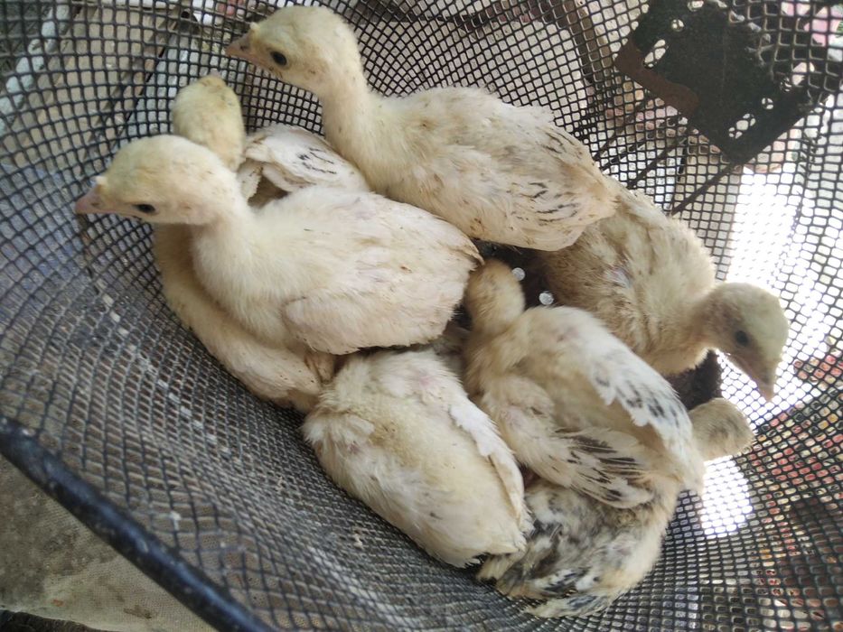 Retro porno filmlarni tomosha qiling