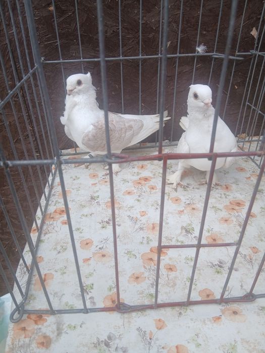 De vanzare păsări si porumbei ornament