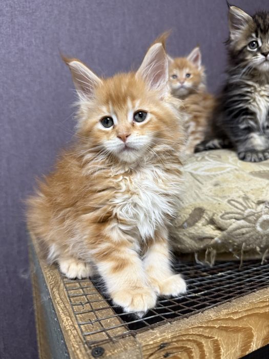 шикарные котята мейнкуны