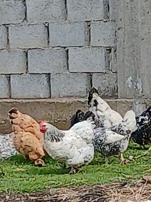 Продам домашних  кур