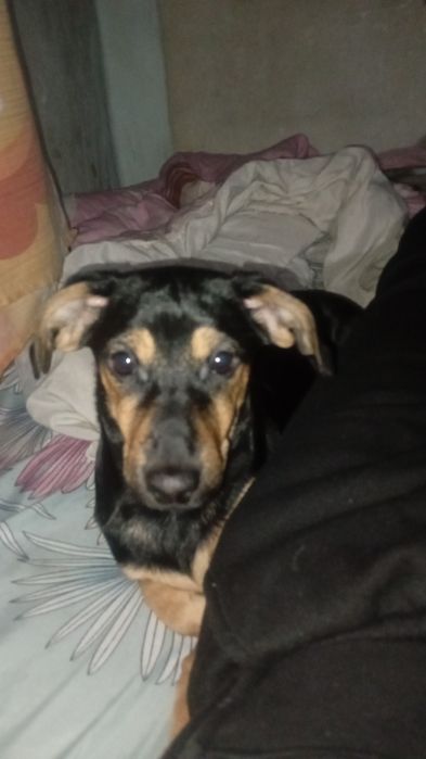 Отдам даром в хорошие руки