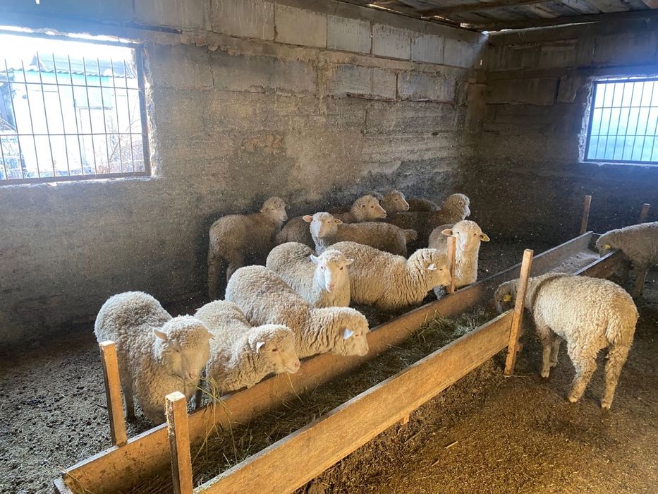 Семіз марқа тоқтылар