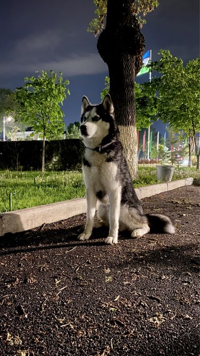 Выгул Хаски