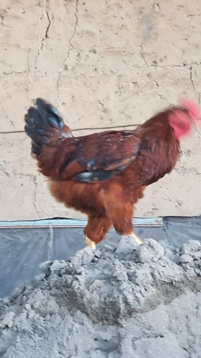 хурозлаар сотилади