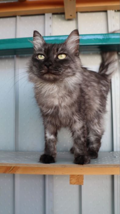 Маркиз ждёт тебя!