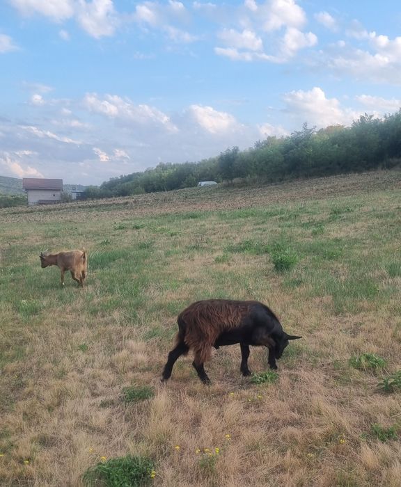 Vând țap ciut,din iarnă, bun ptr montat.