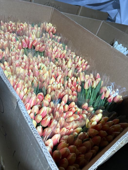 Крупный тюльпан Астана