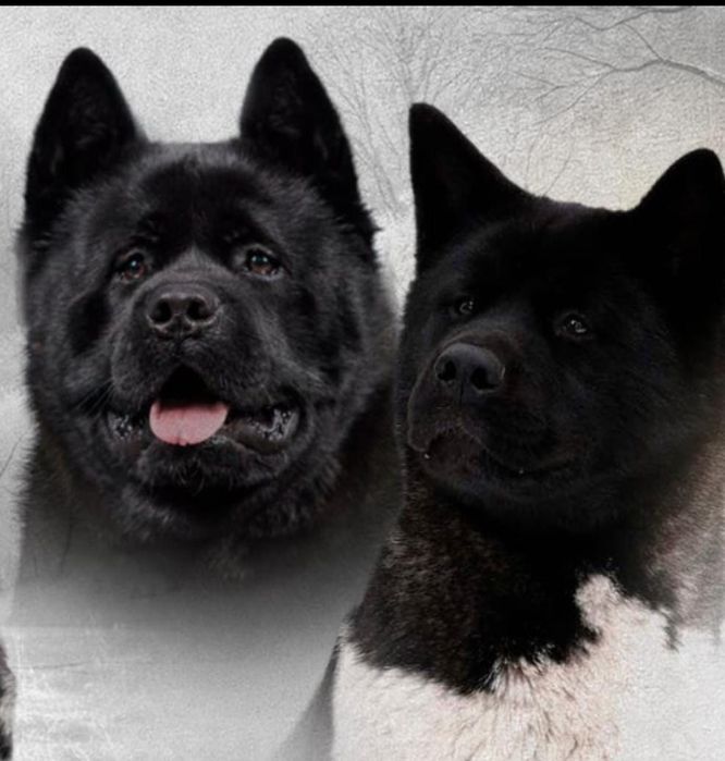 Шикарные щенки Американская Акита