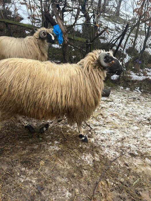 Oi și berbeci de vânzare