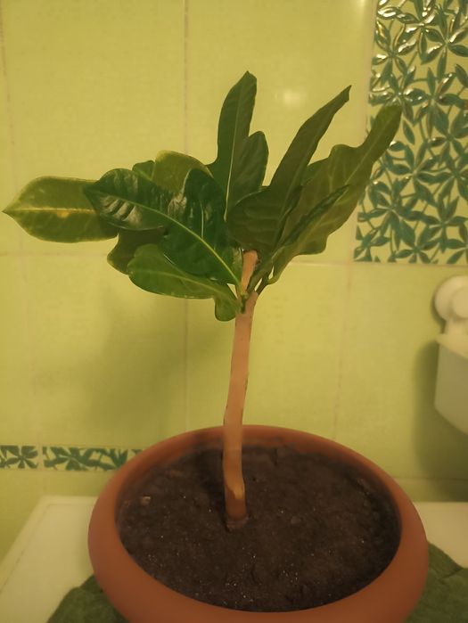 Аспарагус перистый