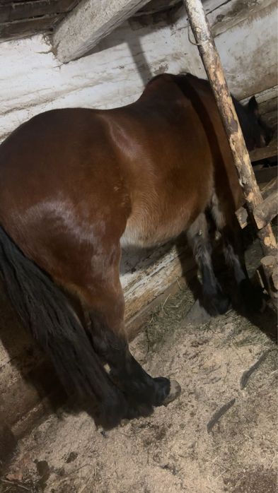 Vând manză de 2 ani jumate