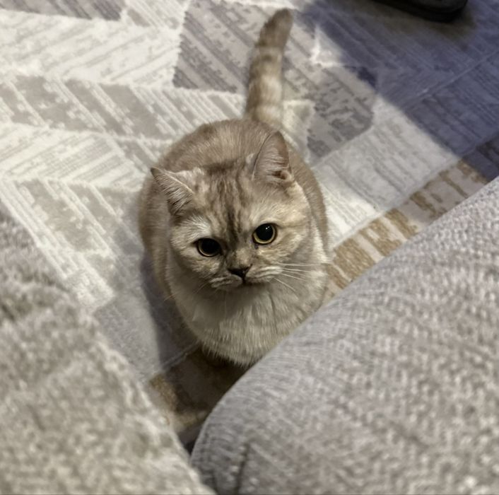 Британская шиншилла кошка