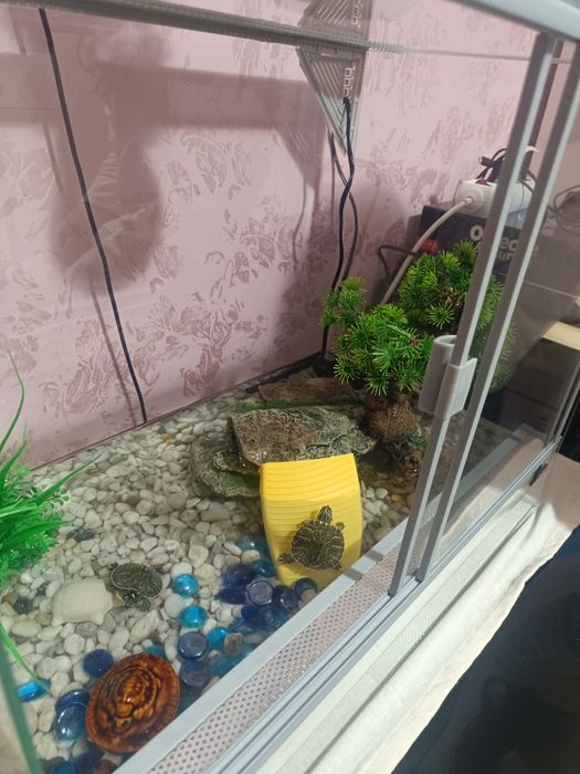 Terariu complet utilat cu doua broscuțe