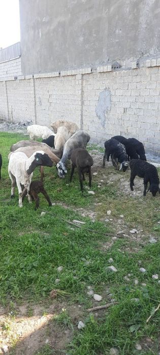 Qoy sotiladi ona bola xammasi