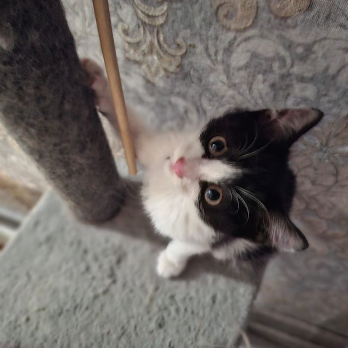Отдам котенка в хорошие руки