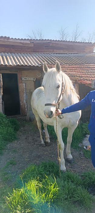Iapă de Vânzare Tăbărăști comuna Gălbinași Buzău