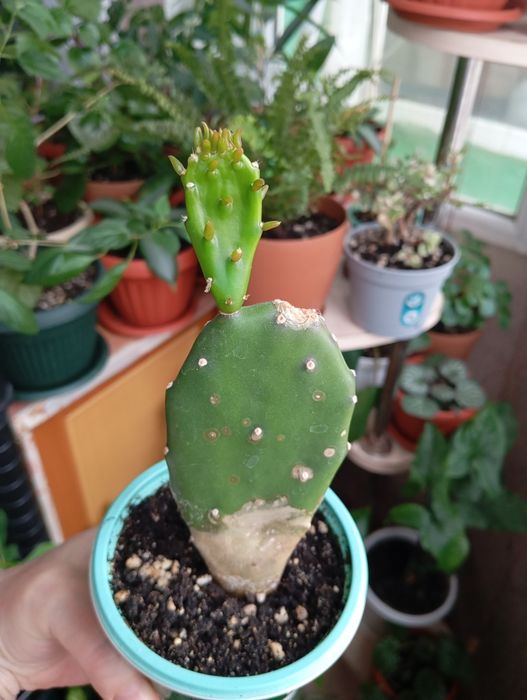 Продам растения комнатные