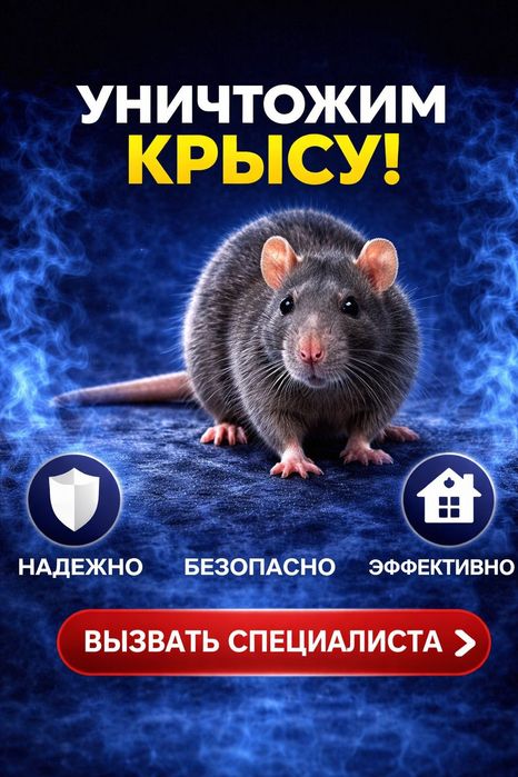 Дератизация от крыс
