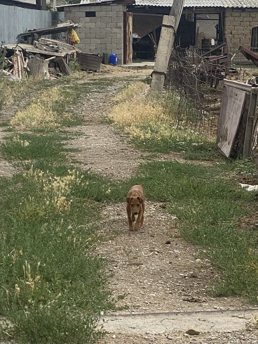 Кобель шенок чис