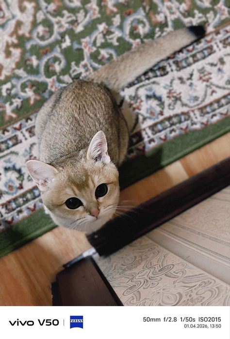 ny11 золотистая шиншилла