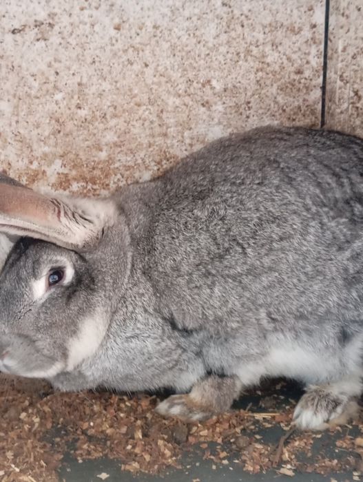 Iepuroaica tânără