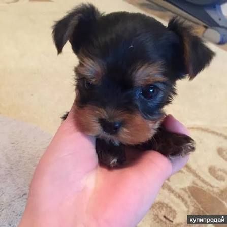 Йоркширский терьер