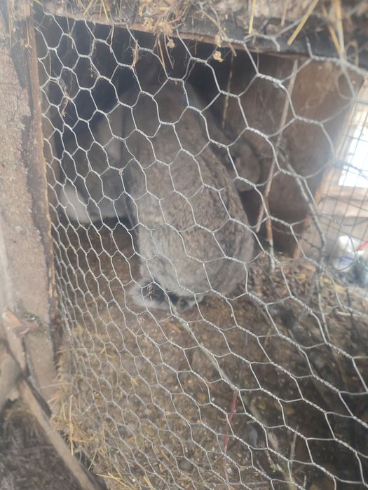 Uriaș german pereche gestantă!