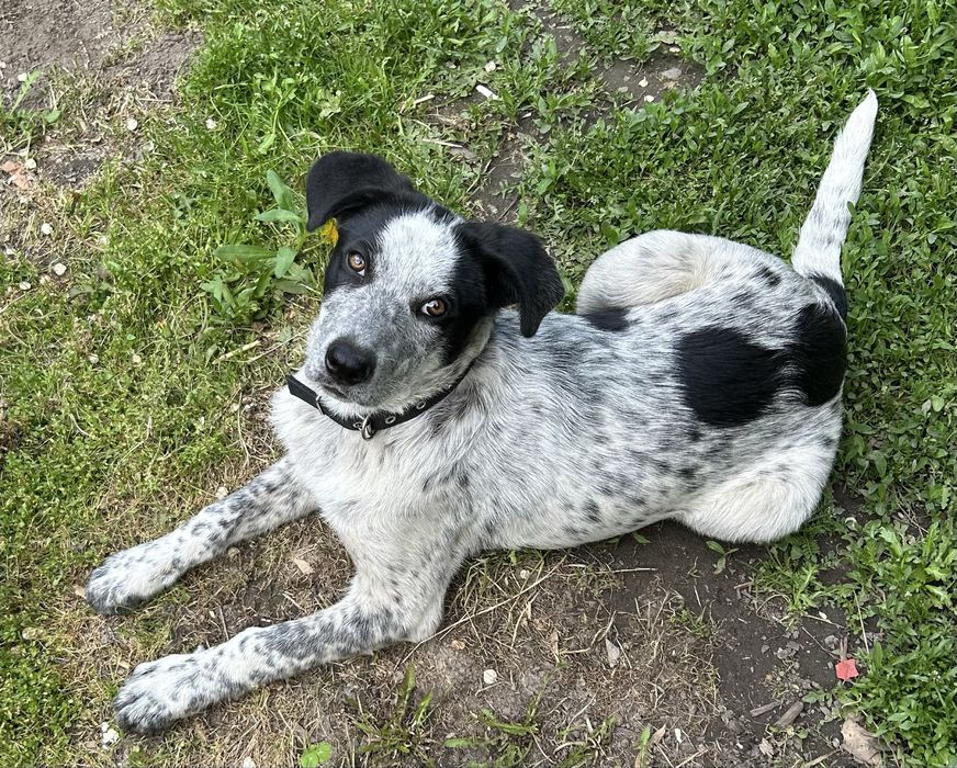 Девочка ищет дом