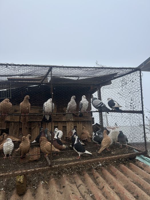 Jucatori pana simpla, pret bun la toti