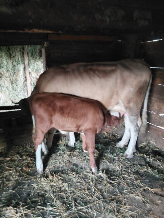 Vaca la prima fatare cu vitel