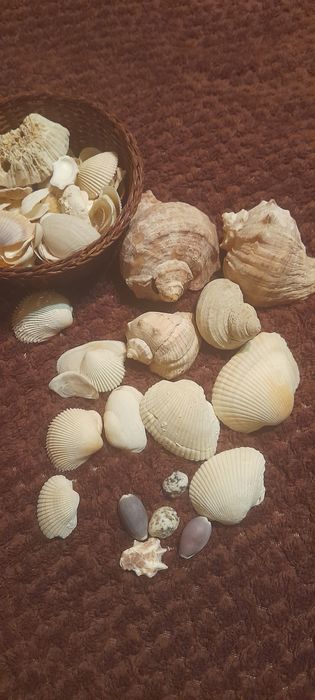 Ракушки морские разные