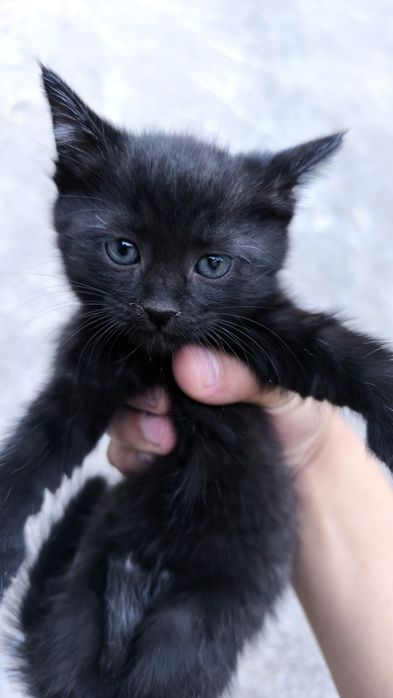 Mushuklar tekinga beraman