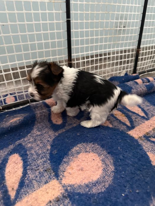 Бивер йоркширски териер