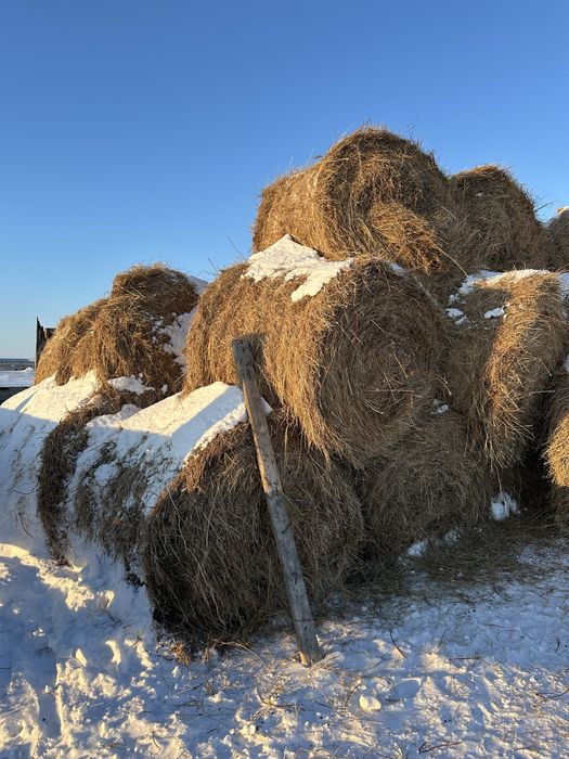 Продам сено в рулонах