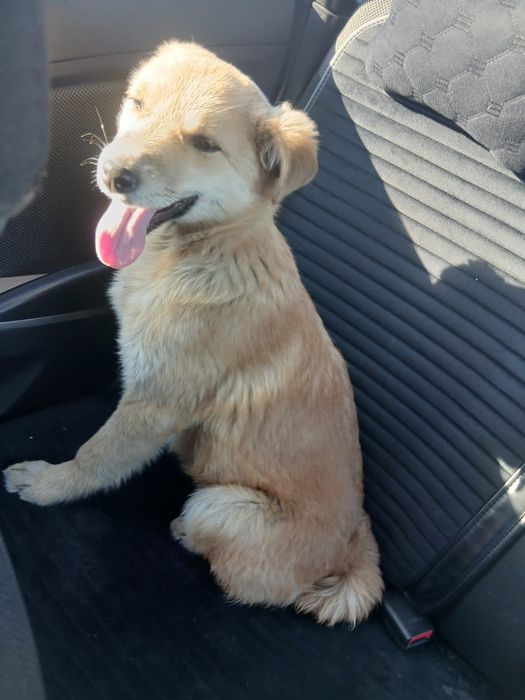 Щенок девочка 3 месяц